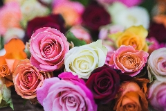 Flower of the Month - Roses