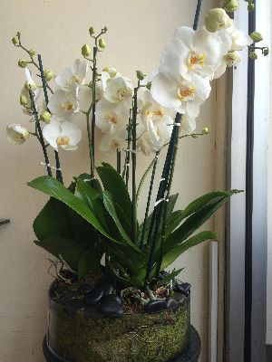 White Phaleanopsis Orchid Glass Bowl